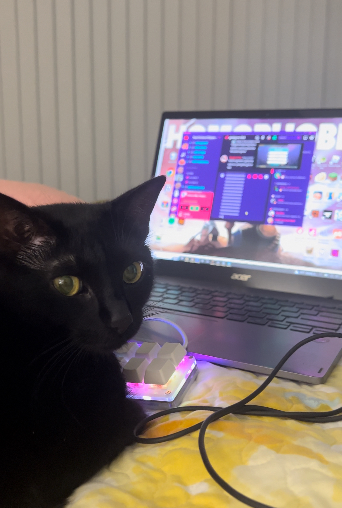 A photo of a black cat in front of a computer.